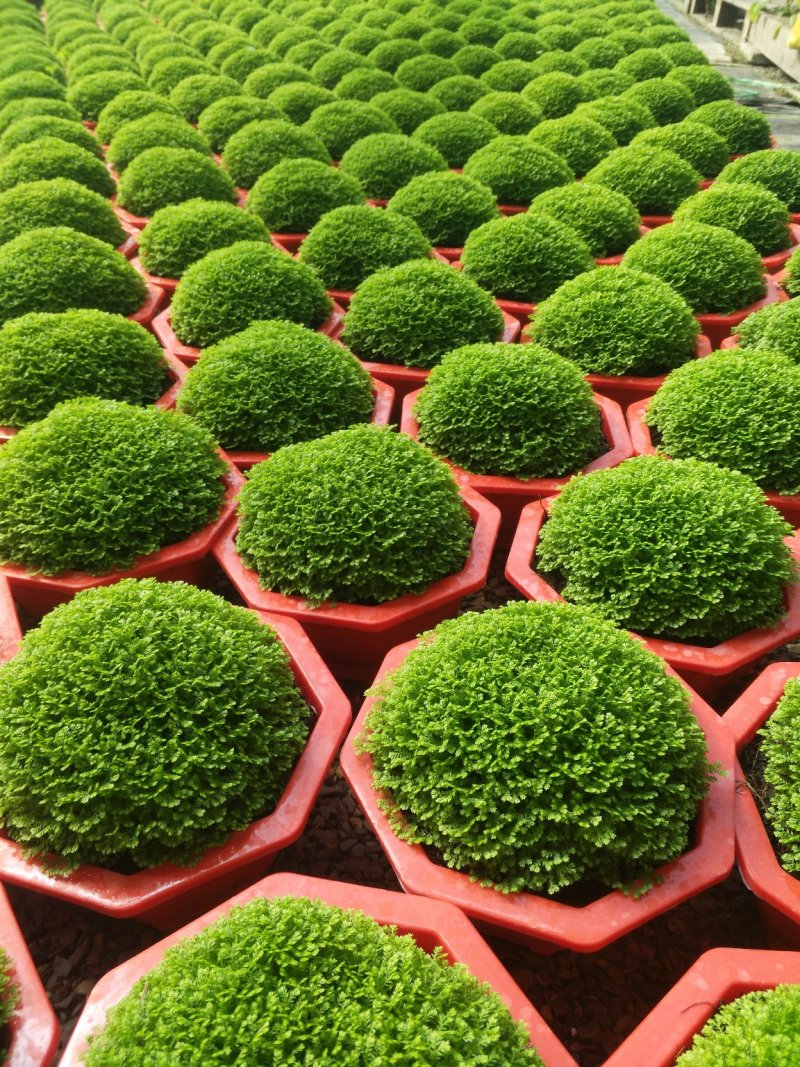 无花果，树杆直叶面茂盛抗冻性能好，结果多