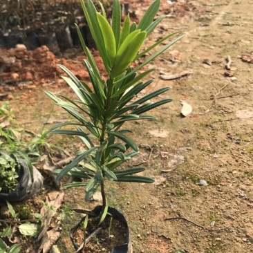 罗汉松树苗广州基地直供花卉绿化苗木四季常青植物
