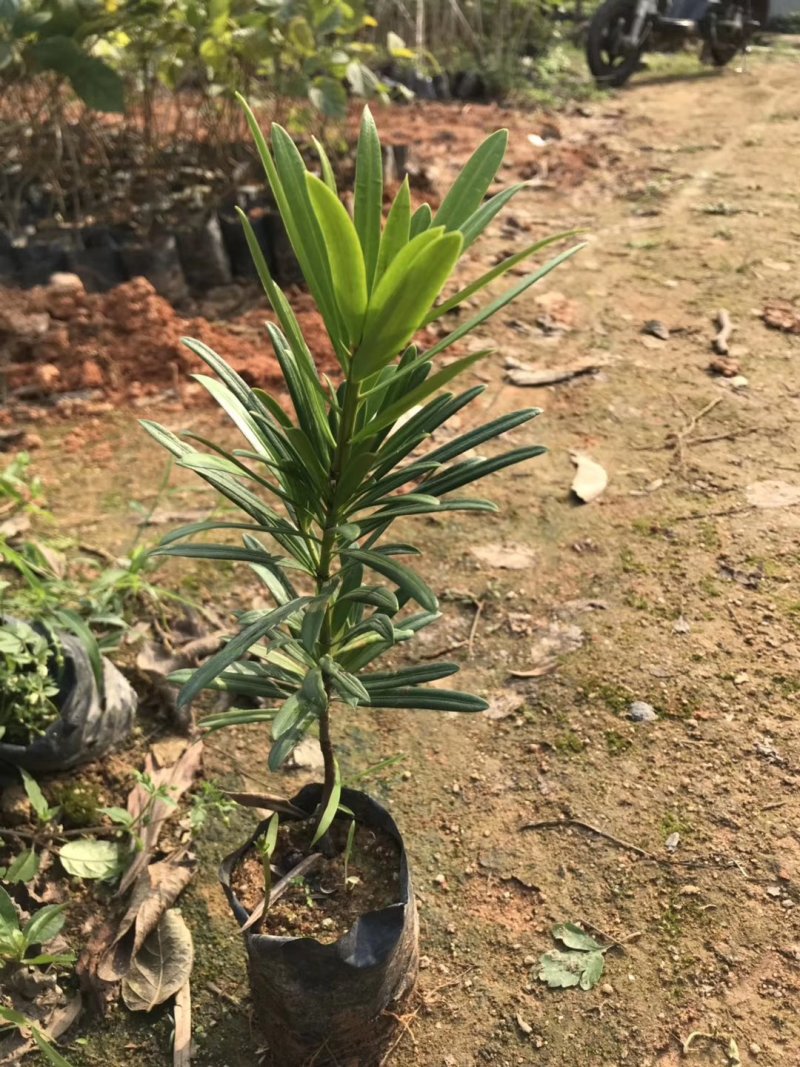 罗汉松树苗广州基地直供花卉绿化苗木四季常青植物