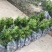 罗汉松树苗广州基地直供花卉绿化苗木四季常青植物