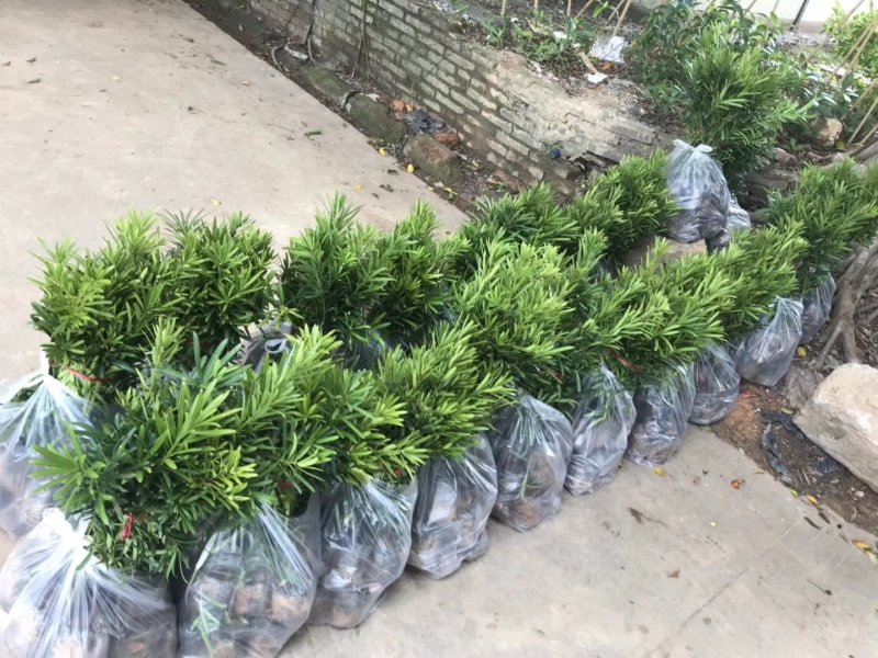 罗汉松树苗广州基地直供花卉绿化苗木四季常青植物