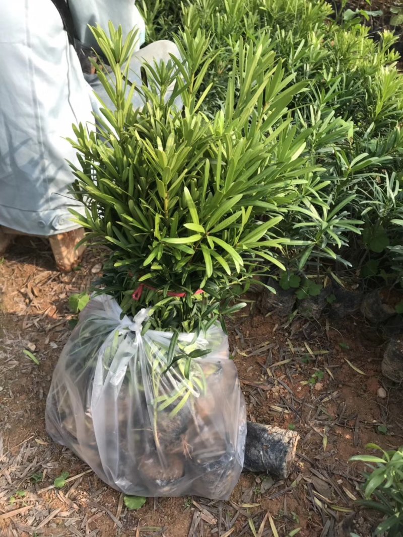 罗汉松树苗广州基地直供花卉绿化苗木四季常青植物