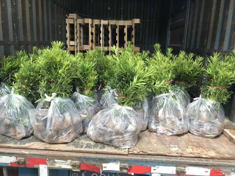 罗汉松树苗广州基地直供花卉绿化苗木四季常青植物
