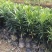 罗汉松树苗广州基地直供花卉绿化苗木四季常青植物
