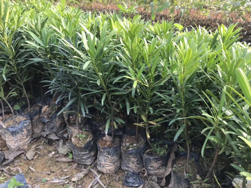 罗汉松树苗广州基地直供花卉绿化苗木四季常青植物