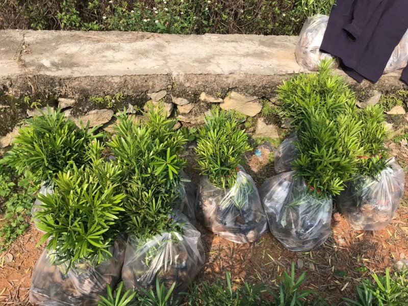 罗汉松树苗广州基地直供花卉绿化苗木四季常青植物