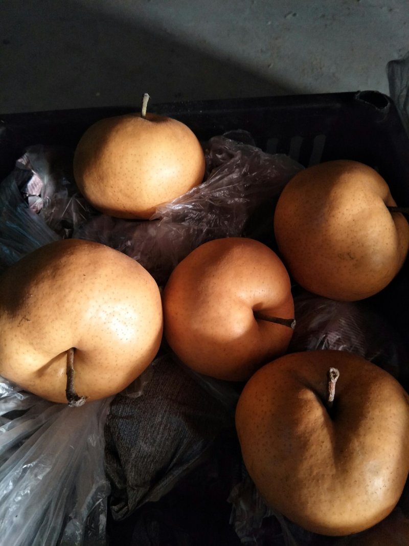 乐亭丰水梨质量好，口感甜脆，货源量大，皮毛好
