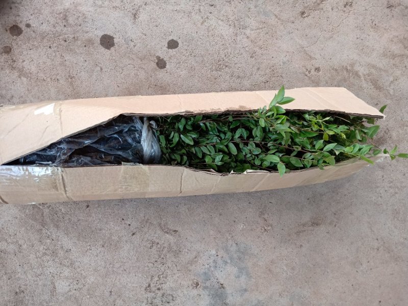 罗汉松树苗广州基地直供花卉绿化苗木四季常青植物