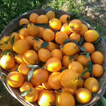 黄果柑