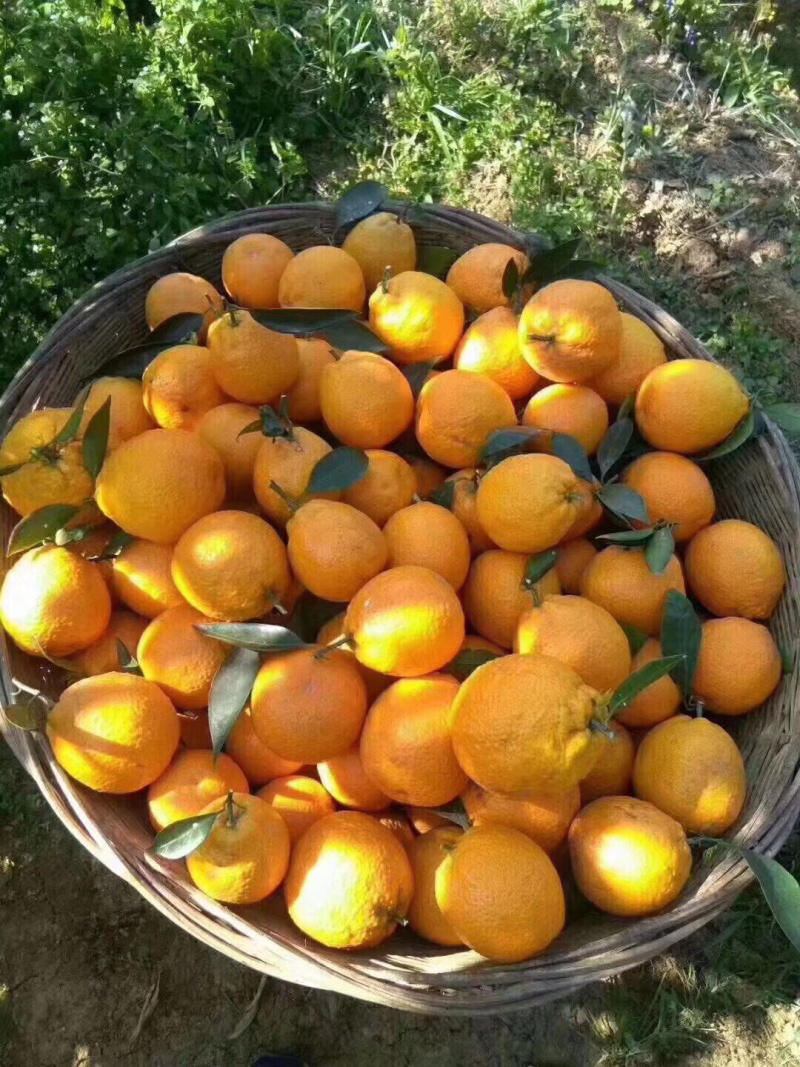 黄果柑