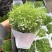 精品婚纱满天星四季易活花草盆栽观赏花开花机器