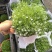 精品婚纱满天星四季易活花草盆栽观赏花开花机器