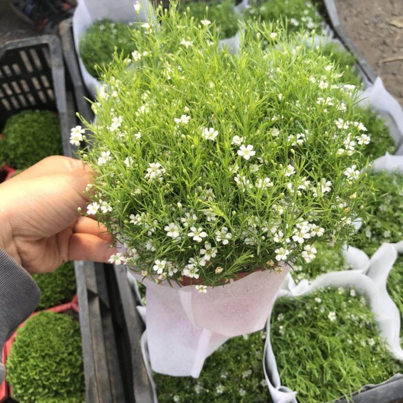 精品婚纱满天星四季易活花草盆栽观赏花开花机器