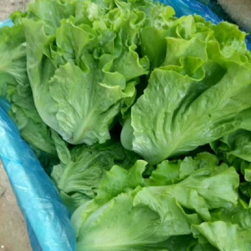 四季生菜