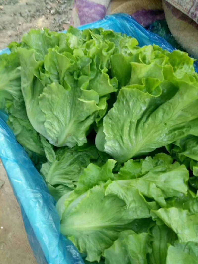 四季生菜