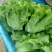 四季生菜