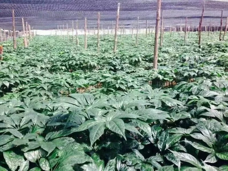 【七农直销】云南文山三七王20头10头包邮产地直销