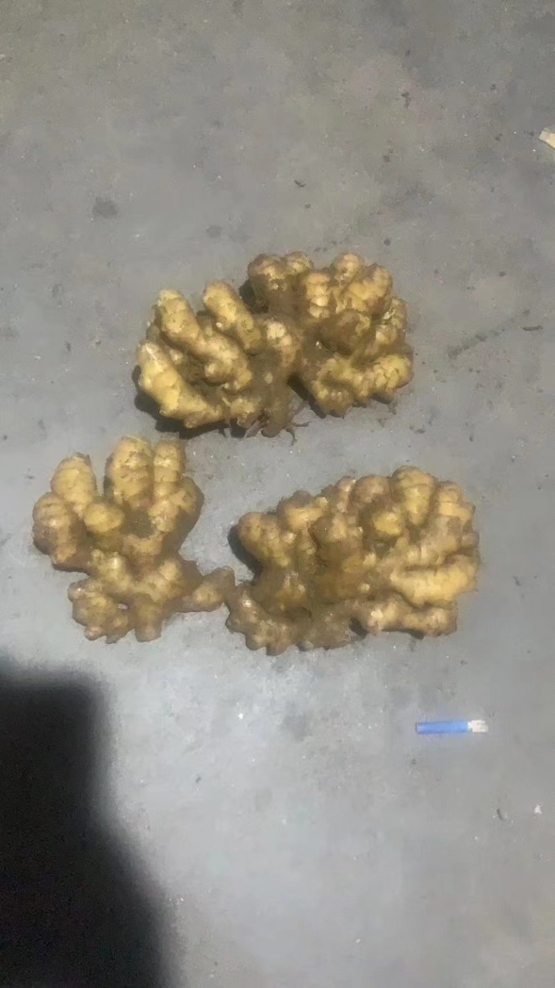 【精品】山东小黄姜优质生姜量大价优货源充足全国发货