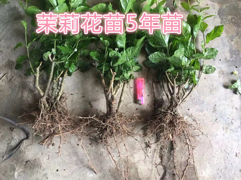 广西横州茉莉花苗12345年广西横县重瓣双瓣茉莉花