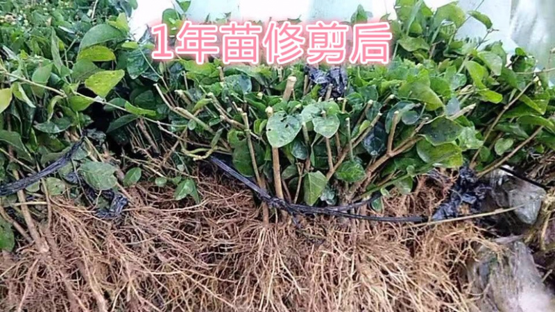 广西横州茉莉花苗12345年广西横县重瓣双瓣茉莉花