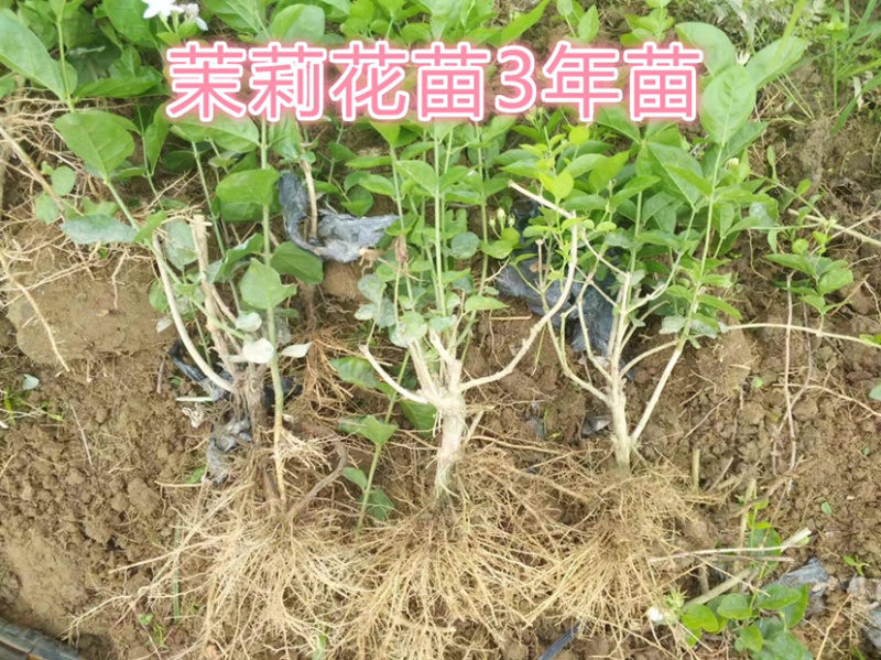 广西横州茉莉花苗12345年广西横县重瓣双瓣茉莉花