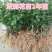 广西横州茉莉花苗12345年广西横县重瓣双瓣茉莉花