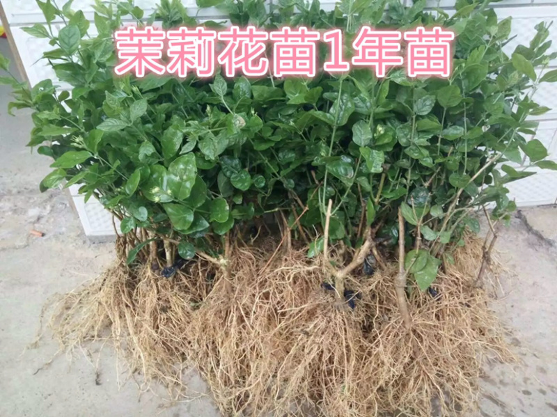 广西横州茉莉花苗12345年广西横县重瓣双瓣茉莉花