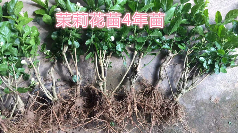 广西横州茉莉花苗12345年广西横县重瓣双瓣茉莉花