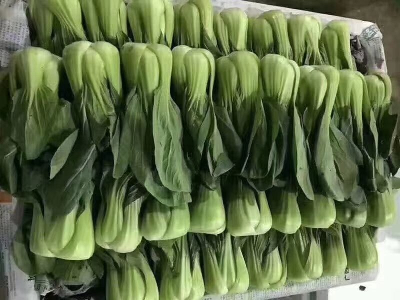 上海青，云南上海青，精品泡沫箱装，靓菜值的合作，产地供应