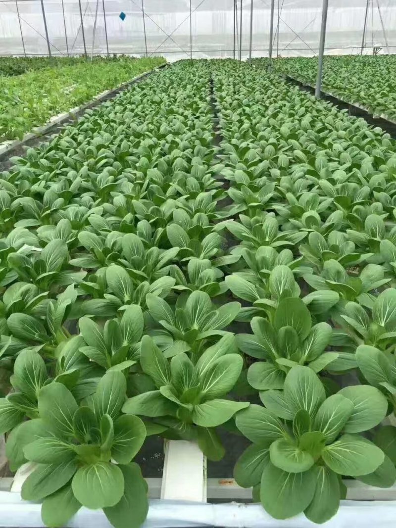 上海青，云南上海青，精品泡沫箱装，靓菜值的合作，产地供应