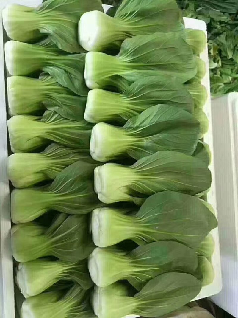 上海青，云南上海青，精品泡沫箱装，靓菜值的合作，产地供应