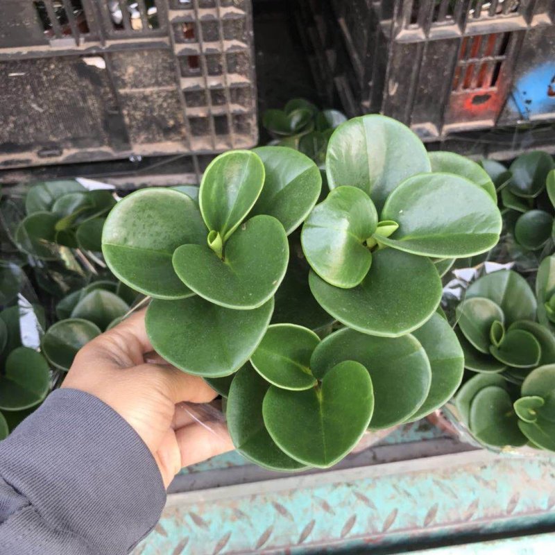 碧玉盆栽精品碧玉可视频看货