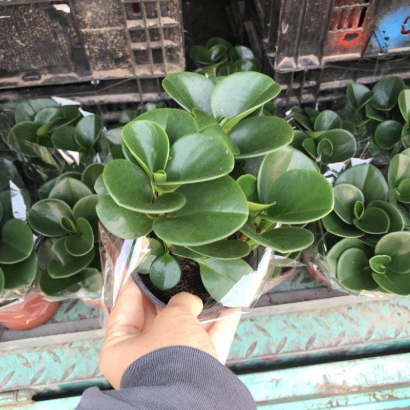 碧玉盆栽精品碧玉可视频看货
