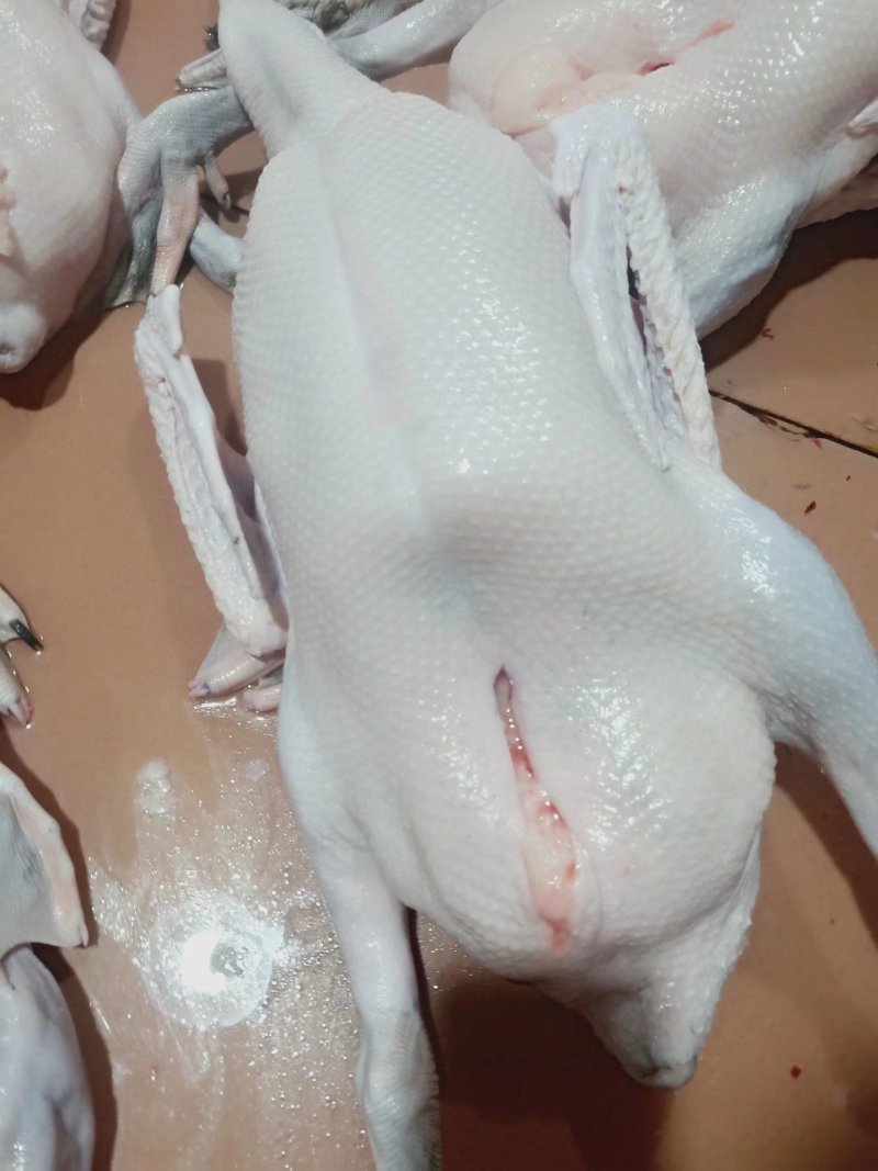 黑棕鹅