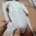 黑棕鹅
