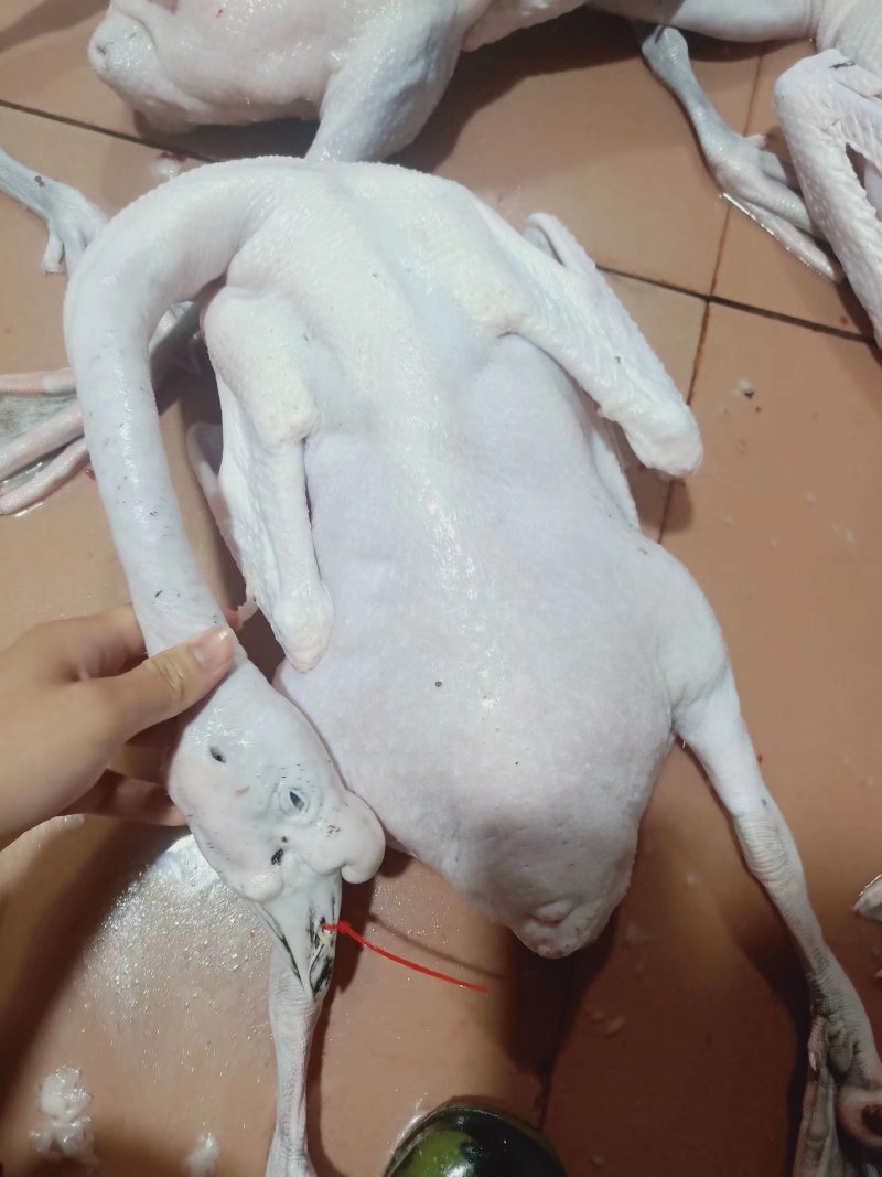 黑棕鹅
