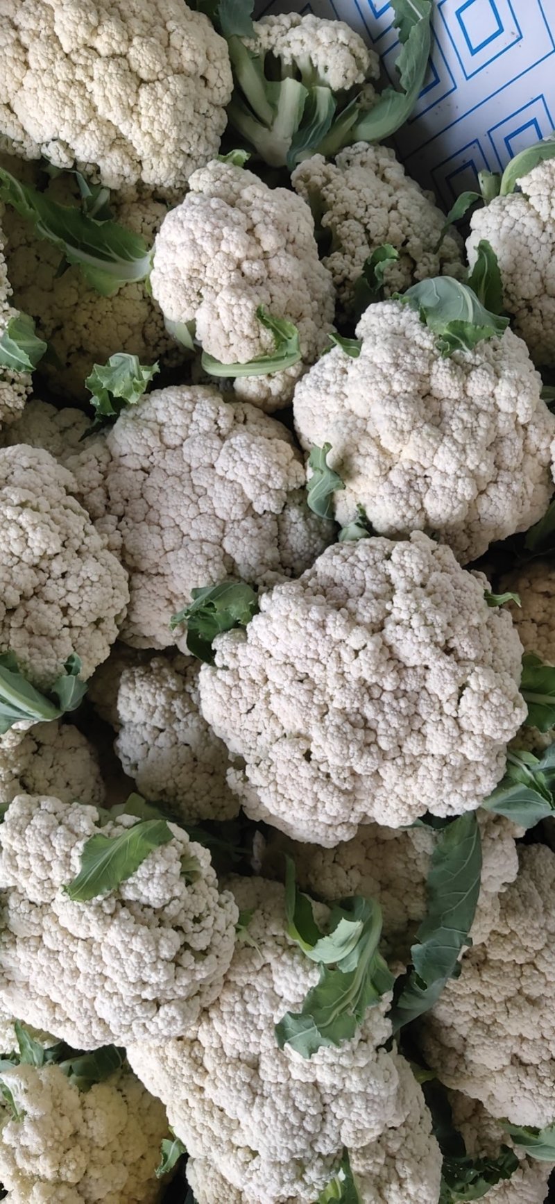 青梗白花硬度好耐运输净菜毛菜上车实地看货视频看货现场订货