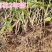 广西横州茉莉花苗12345年广西横县重瓣双瓣茉莉花
