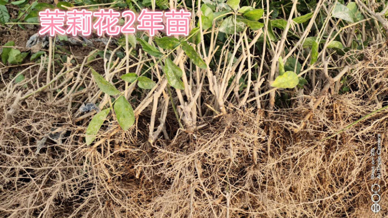 广西横州茉莉花苗12345年广西横县重瓣双瓣茉莉花