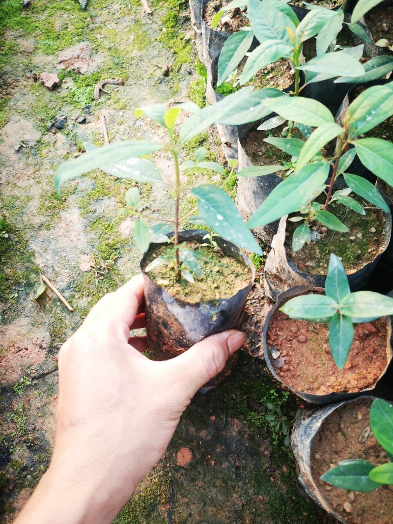 速生桉，供应今年新苗桉树苗