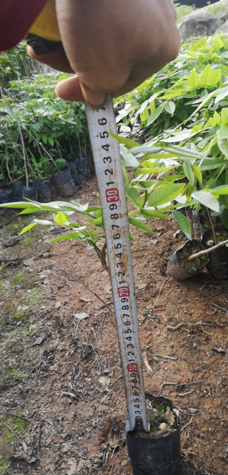 正宗海南黄花梨苗高度20-60