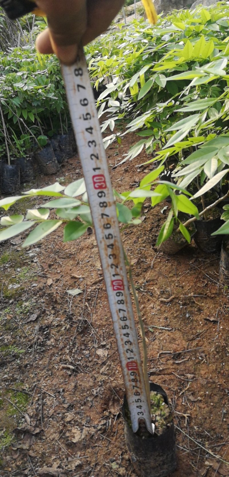 正宗海南黄花梨苗高度20-60
