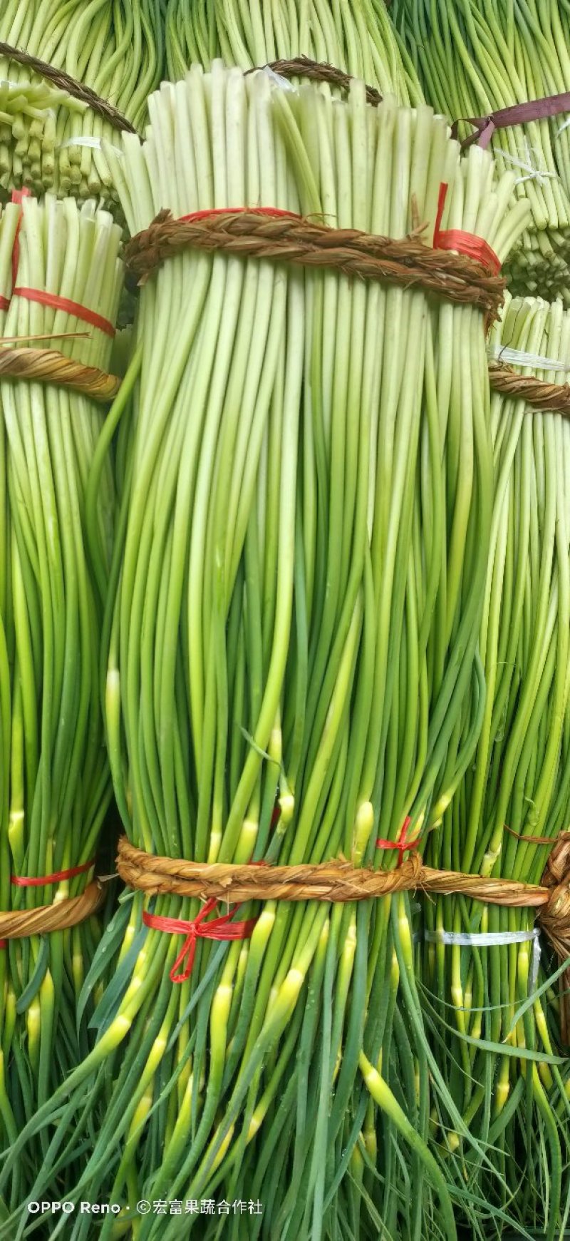 精品白帽蒜薹《大量鲜货上市》50～60cm