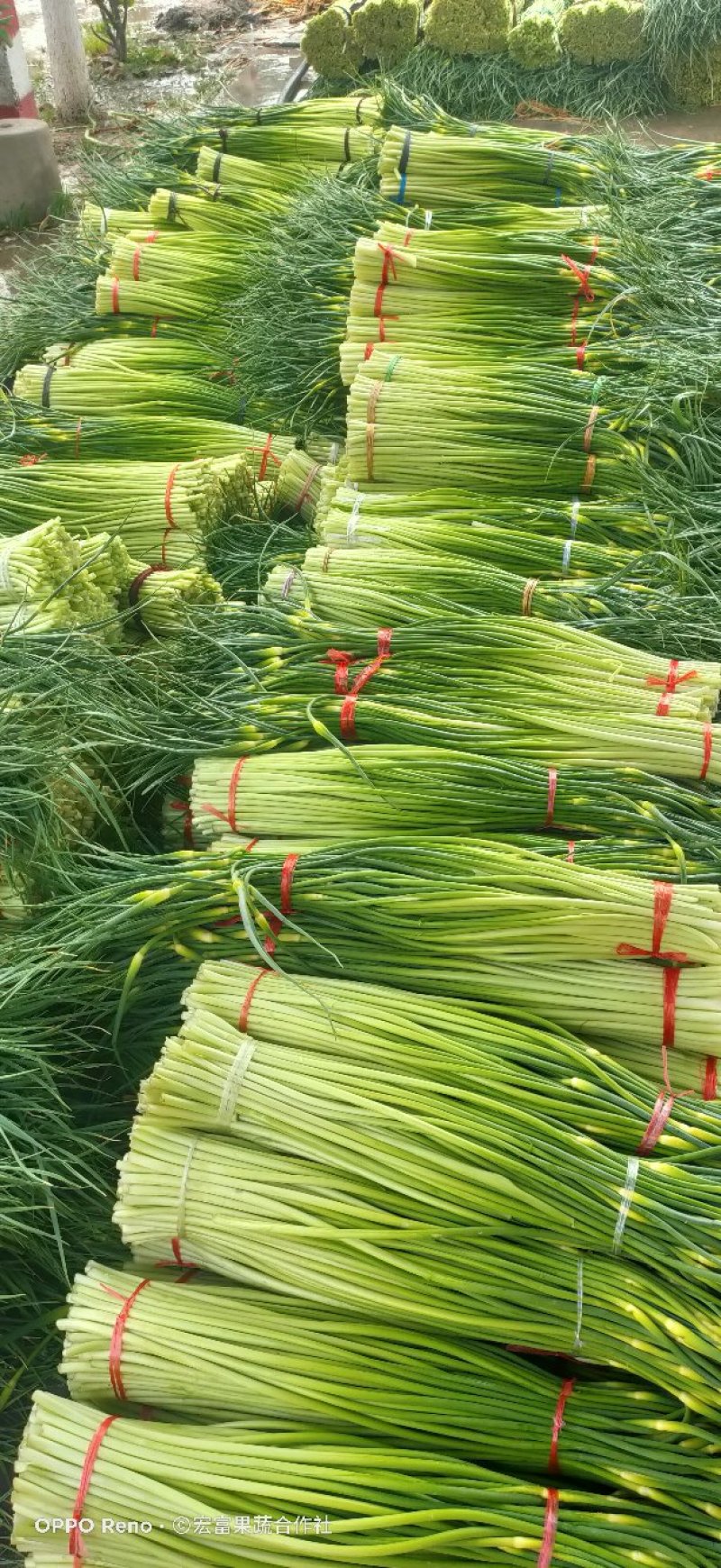 精品白帽蒜薹《大量鲜货上市》50～60cm