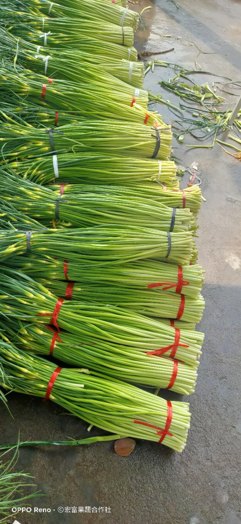 精品白帽蒜薹《大量鲜货上市》50～60cm