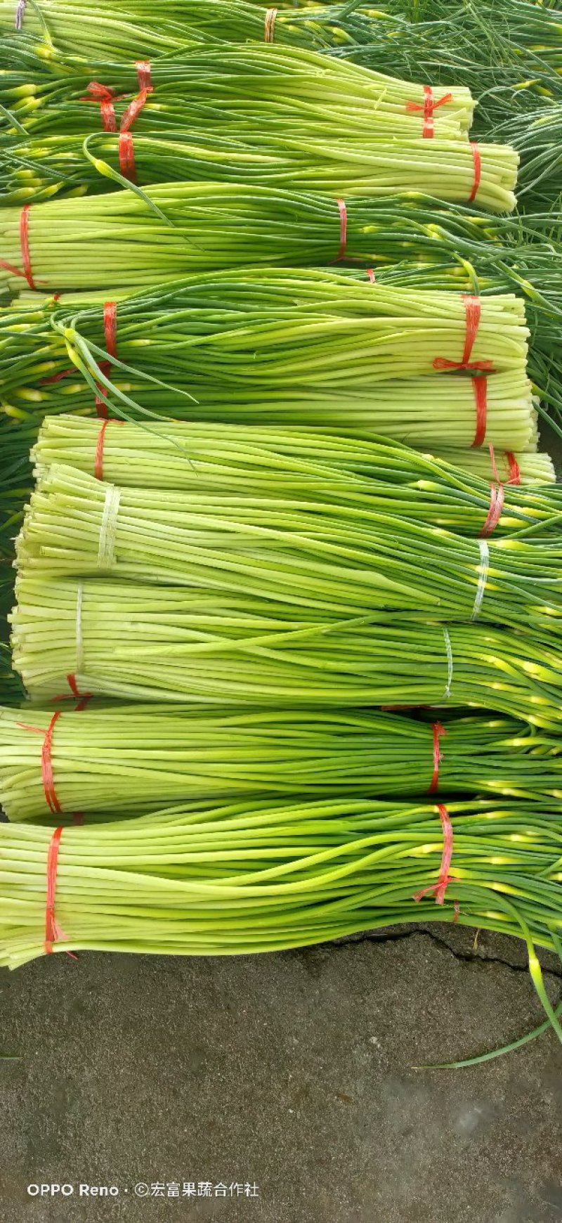 精品白帽蒜薹《大量鲜货上市》50～60cm