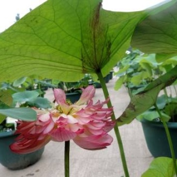 荷花苗