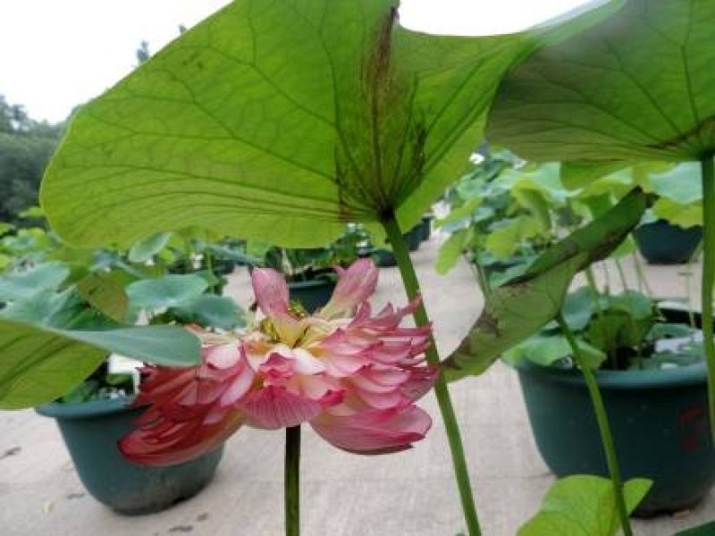 荷花苗