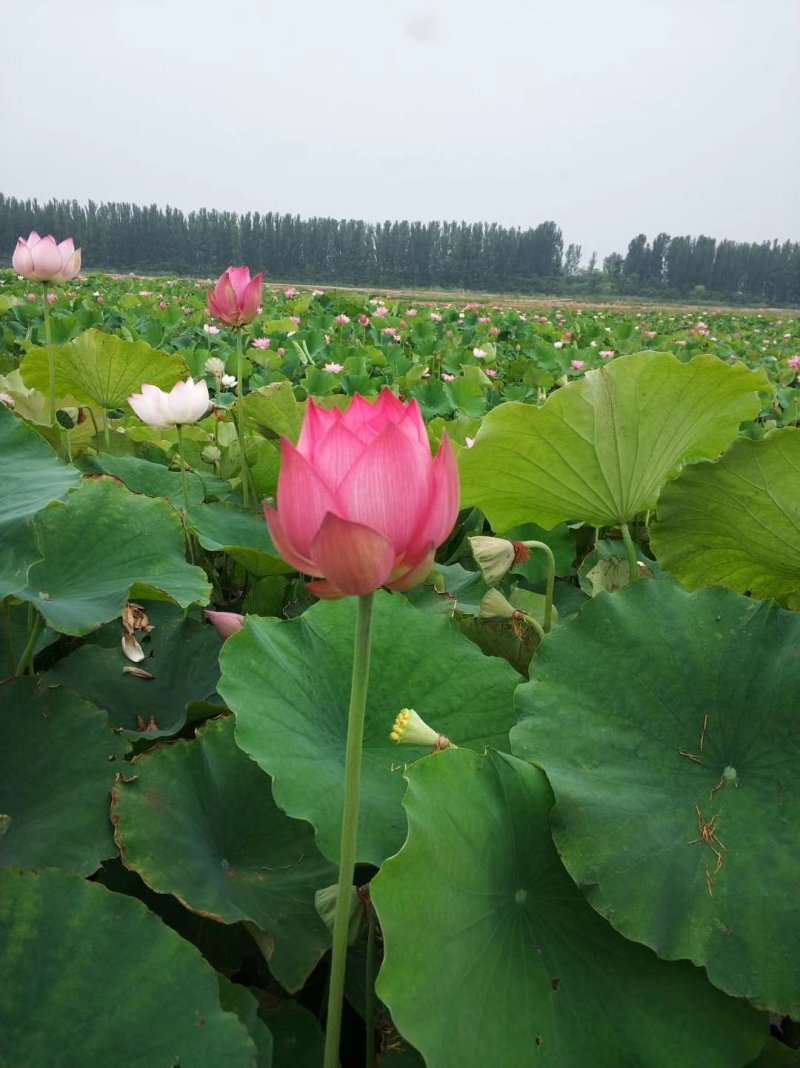 荷花苗