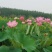 荷花苗